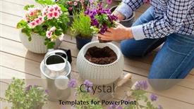  Presentation with pansy - Presentation theme consisting of man-gardener-planting-pansy-lavender background and a coral colored foreground