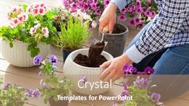  Presentation with pansy - PPT theme having man-gardener-planting-pansy-lavender background and a coral colored foreground