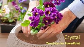  Presentation with pansy - Audience pleasing slide set consisting of man-gardener-planting-pansy-lavender backdrop and a tawny brown colored foreground