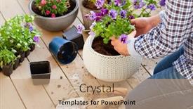  Presentation with pansy - Slide set enhanced with man-gardener-planting-pansy-lavender background and a coral colored foreground