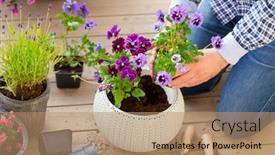  Presentation with pansy - Presentation consisting of man-gardener-planting-pansy-lavender background and a coral colored foreground