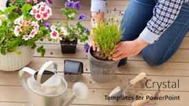  Presentation with pansy - PPT theme enhanced with man-gardener-planting-pansy-lavender background and a coral colored foreground