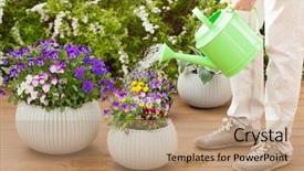  Presentation with viola cornuta - Colorful presentation design enhanced with man gardener watering viola flowers backdrop and a coral colored foreground