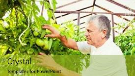  Presentation with harvest - Slide deck having man grows harvest in the greenhouse senior with tomatoes background and a gold colored foreground