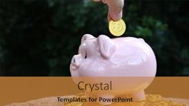  Presentation with pig - PPT theme featuring man-hand-puts-a-pig background and a  colored foreground