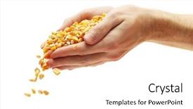  Presentation with grain corn - Audience pleasing slide set consisting of man hands with grain isolated backdrop and a white colored foreground