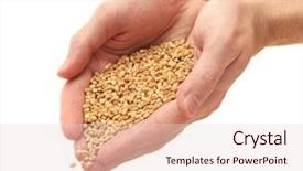  Presentation with white torn paper on gray - Slide set enhanced with man hands with grain isolated background and a lemonade colored foreground