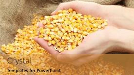  Presentation with grain corn - Cool new PPT layouts with man-hands-with-grain backdrop and a  colored foreground