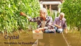  Presentation with tomato plant - Beautiful theme featuring man harvesting crop of tomato backdrop and a gold colored foreground