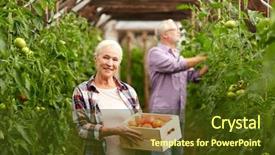  Presentation with tomato plant - Cool new theme with man harvesting crop of tomato backdrop and a tawny brown colored foreground