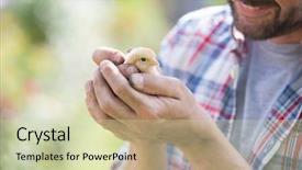  Presentation with hands holding - Theme consisting of man holding a baby chick background and a soft green colored foreground