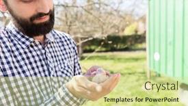  Presentation with chick - Presentation theme featuring man-holding-a-pigeon-chick background and a blonde colored foreground