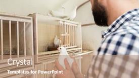  Presentation with pigeon pea diseases - Colorful slide set enhanced with man-holding-a-pigeon backdrop and a coral colored foreground