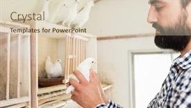  Presentation with man holding phone - Beautiful presentation theme featuring man-holding-a-pigeon backdrop and a lemonade colored foreground