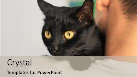  Presentation with black man - Amazing slide deck having man holding black cat adoption backdrop and a mint green colored foreground