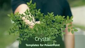  Presentation with blueberries - Presentation design enhanced with man-holding-branch-of-ripe background and a tawny brown colored foreground