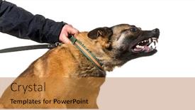  Presentation with leash - Amazing slide set having man holding collar and leash of malinois with steel teeth against white background backdrop and a gold colored foreground