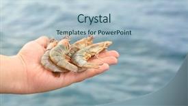  Presentation with shrimp - Slide deck with man holding fresh shrimps outdoors background and a light blue colored foreground