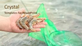  Presentation with shrimp - Colorful PPT theme enhanced with man holding fresh shrimps outdoors backdrop and a soft green colored foreground