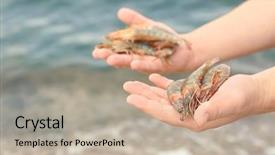  Presentation with shrimp - PPT layouts having man holding fresh shrimps outdoors background and a mint green colored foreground