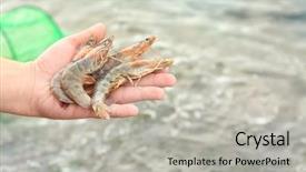  Presentation with shrimp - Audience pleasing slide deck consisting of man holding fresh shrimps outdoors backdrop and a light gray colored foreground