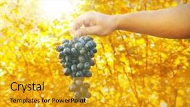 Presentation with grape - Presentation featuring man holding grape in his hands outside background and a gold colored foreground
