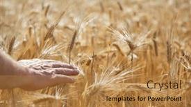  Presentation with crops - Slide set enhanced with man-holding-in-his-hand background and a gold colored foreground