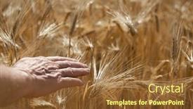  Presentation with crops - PPT theme featuring man-holding-in-his-hand background and a tawny brown colored foreground