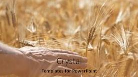  Presentation with crops - Presentation theme consisting of man-holding-in-his-hand background and a coral colored foreground