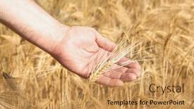  Presentation with crops - Theme having man-holding-in-his-hand background and a coral colored foreground