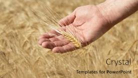  Presentation with crops - Presentation design with man-holding-in-his-hand background and a coral colored foreground