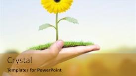  Presentation with hand holding plant - 