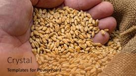  Presentation with cereal grains - Slide set enhanced with man-holding-wheat-grains background and a gold colored foreground