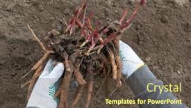 Presentation with rhizomes - PPT theme consisting of man-holds-dug-out-rhizomes background and a tawny brown colored foreground
