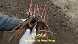  Presentation with rhizomes - Slides featuring man-holds-dug-out-rhizomes background and a tawny brown colored foreground