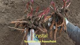  Presentation with rhizomes - PPT theme featuring man-holds-dug-out-rhizomes background and a tawny brown colored foreground