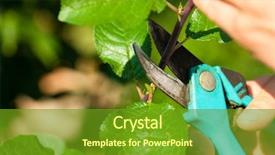  Presentation with fruit tree - Audience pleasing presentation consisting of man is cutting fruit tree with trimmer in his garden on a beautiful summer day backdrop and a tawny brown colored foreground