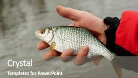  Presentation with spring - Cool new slides with man is holding roach early backdrop and a gray colored foreground