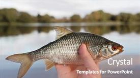  Presentation with mango float - Slide set with man is holding roach fish background and a coral colored foreground