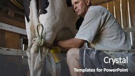  Presentation with barn - PPT theme enhanced with man milking a cow background and a dark gray colored foreground