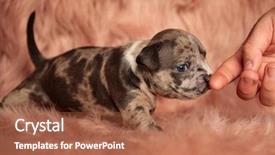  Presentation with bully - Amazing presentation design having man on pink furry backdrop and a red colored foreground