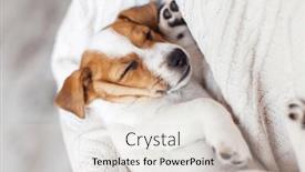  Presentation with trust - PPT layouts having man-petting-a-cute-puppy background and a  colored foreground