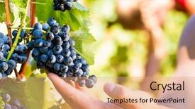  Presentation with harvest - Slides having man picking grapes at harvest background and a coral colored foreground
