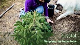  Presentation with tree planting - Presentation having man-planting-fir-tree background and a  colored foreground