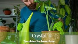  Presentation with home gardening - Presentation theme enhanced with man-planting-houseplants-indoors-home background and a tawny brown colored foreground