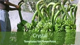  Presentation with banana plant - Cool new presentation theme with man preparing bananas for transport backdrop and a forest green colored foreground