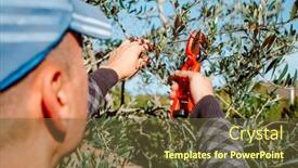  Presentation with olive orchard - Slides consisting of man-prunes-an-olive-tree background and a tawny brown colored foreground