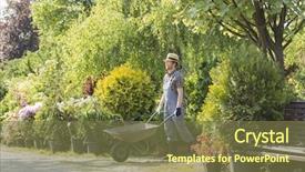  Presentation with organic garden store - Cool new theme with man pushing wheelbarrow at garden backdrop and a tawny brown colored foreground