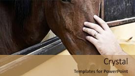  Presentation with horse head - Slide set with man's hand stroking horse head standing in a stable background and a coral colored foreground