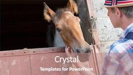  Presentation with law race horse - Slide deck consisting of man touching horse at stable background and a  colored foreground